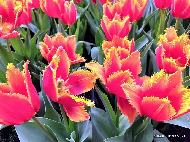 「2021士林官邸鬱金香展」(2021 Shilin Residence Tulip Show), Feb 25 ~ Mar 7, Taipei, Taiwan,SJKen, Mar 1,2021.