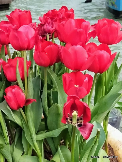 「2021士林官邸鬱金香展」(2021 Shilin Residence Tulip Show), Feb 25 ~ Mar 7, Taipei, Taiwan,SJKen, Mar 1,2021.