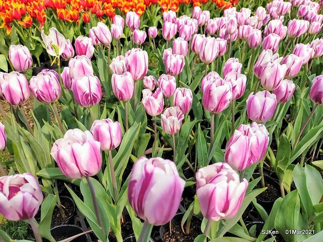 「2021士林官邸鬱金香展」(2021 Shilin Residence Tulip Show), Feb 25 ~ Mar 7, Taipei, Taiwan,SJKen, Mar 1,2021.