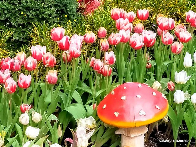 「2021士林官邸鬱金香展」(2021 Shilin Residence Tulip Show), Feb 25 ~ Mar 7, Taipei, Taiwan,SJKen, Mar 1,2021.