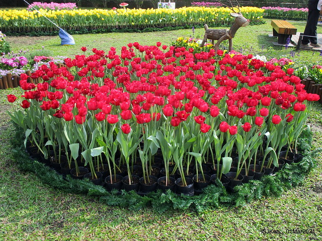「2021士林官邸鬱金香展」(2021 Shilin Residence Tulip Show), Feb 25 ~ Mar 7, Taipei, Taiwan,SJKen, Mar 1,2021.