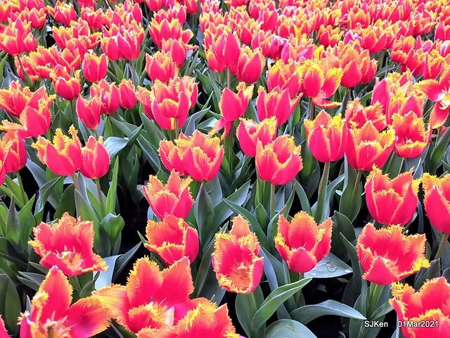 「2021士林官邸鬱金香展」(2021 Shilin Residence Tulip Show), Feb 25 ~ Mar 7, Taipei, Taiwan,SJKen, Mar 1,2021.