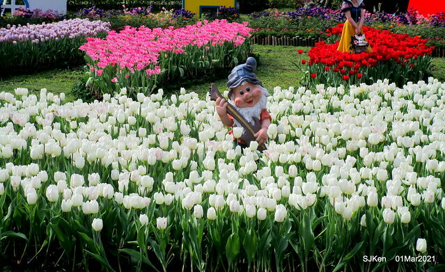 「2021士林官邸鬱金香展」(2021 Shilin Residence Tulip Show), Feb 25 ~ Mar 7, Taipei, Taiwan,SJKen, Mar 1,2021.