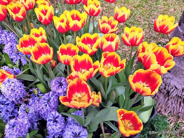 「2021士林官邸鬱金香展」(2021 Shilin Residence Tulip Show), Feb 25 ~ Mar 7, Taipei, Taiwan,SJKen, Mar 1,2021.
