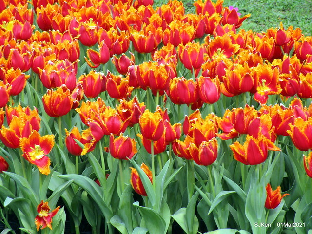 「2021士林官邸鬱金香展」(2021 Shilin Residence Tulip Show), Feb 25 ~ Mar 7, Taipei, Taiwan,SJKen, Mar 1,2021.