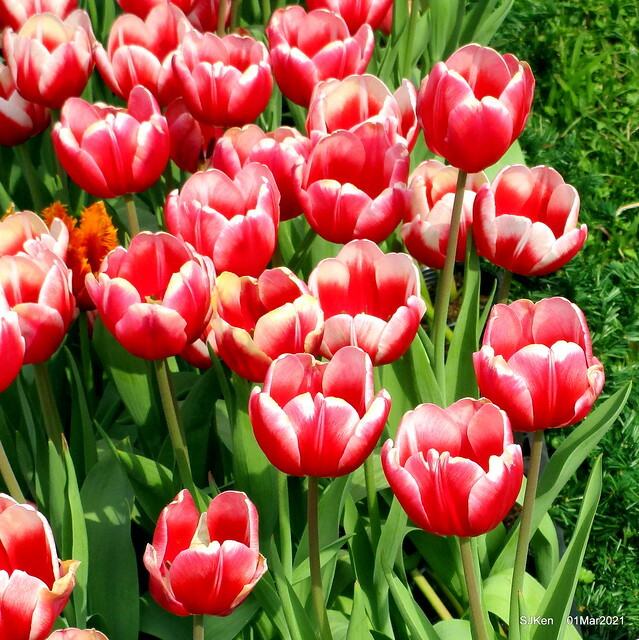 「2021士林官邸鬱金香展」(2021 Shilin Residence Tulip Show), Feb 25 ~ Mar 7, Taipei, Taiwan,SJKen, Mar 1,2021.