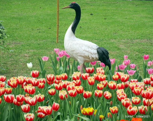 「2021士林官邸鬱金香展」(2021 Shilin Residence Tulip Show), Feb 25 ~ Mar 7, Taipei, Taiwan,SJKen, Mar 1,2021.