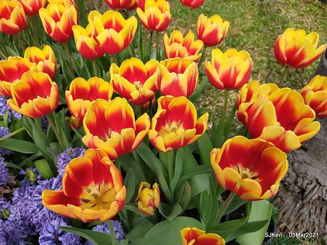 「2021士林官邸鬱金香展」(2021 Shilin Residence Tulip Show), Feb 25 ~ Mar 7, Taipei, Taiwan,SJKen, Mar 1,2021.