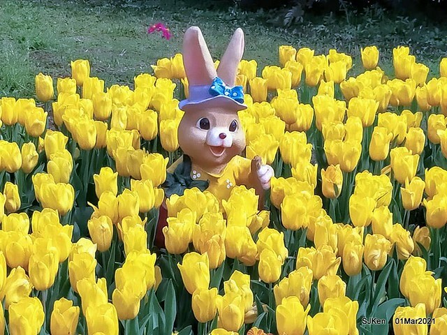 「2021士林官邸鬱金香展」(2021 Shilin Residence Tulip Show), Feb 25 ~ Mar 7, Taipei, Taiwan,SJKen, Mar 1,2021.