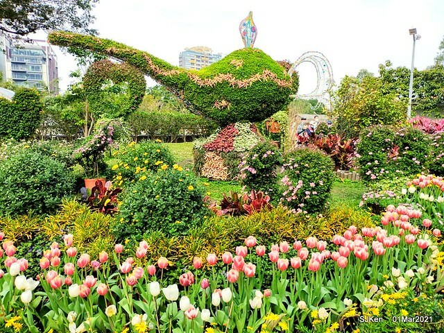 「2021士林官邸鬱金香展」(2021 Shilin Residence Tulip Show), Feb 25 ~ Mar 7, Taipei, Taiwan,SJKen, Mar 1,2021.