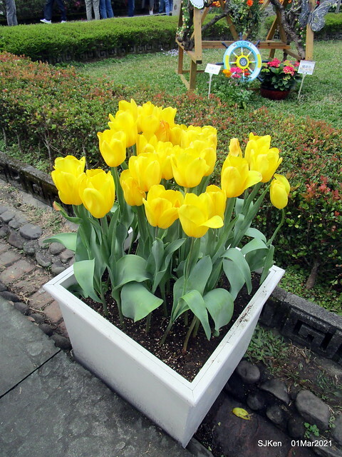 「2021士林官邸鬱金香展」(2021 Shilin Residence Tulip Show), Feb 25 ~ Mar 7, Taipei, Taiwan,SJKen, Mar 1,2021.