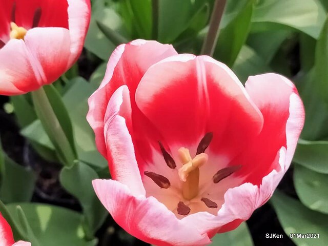 「2021士林官邸鬱金香展」(2021 Shilin Residence Tulip Show), Feb 25 ~ Mar 7, Taipei, Taiwan,SJKen, Mar 1,2021.