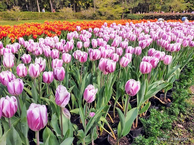 「2021士林官邸鬱金香展」(2021 Shilin Residence Tulip Show), Feb 25 ~ Mar 7, Taipei, Taiwan,SJKen, Mar 1,2021.
