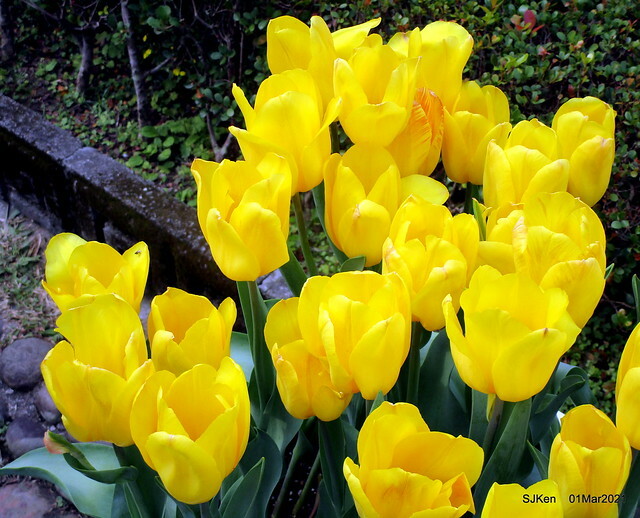 「2021士林官邸鬱金香展」(2021 Shilin Residence Tulip Show), Feb 25 ~ Mar 7, Taipei, Taiwan,SJKen, Mar 1,2021.