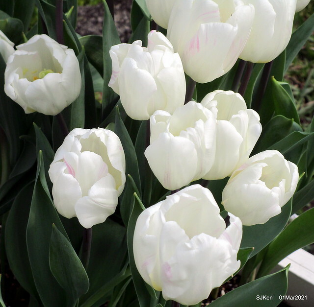 「2021士林官邸鬱金香展」(2021 Shilin Residence Tulip Show), Feb 25 ~ Mar 7, Taipei, Taiwan,SJKen, Mar 1,2021.