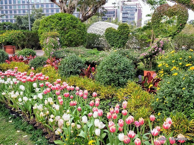 「2021士林官邸鬱金香展」(2021 Shilin Residence Tulip Show), Feb 25 ~ Mar 7, Taipei, Taiwan,SJKen, Mar 1,2021.