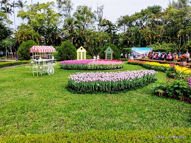 「2021士林官邸鬱金香展」(2021 Shilin Residence Tulip Show), Feb 25 ~ Mar 7, Taipei, Taiwan,SJKen, Mar 1,2021.