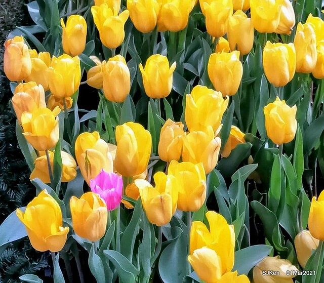 「2021士林官邸鬱金香展」(2021 Shilin Residence Tulip Show), Feb 25 ~ Mar 7, Taipei, Taiwan,SJKen, Mar 1,2021.