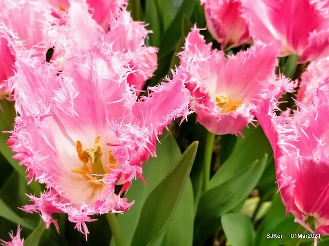 「2021士林官邸鬱金香展」(2021 Shilin Residence Tulip Show), Feb 25 ~ Mar 7, Taipei, Taiwan,SJKen, Mar 1,2021.