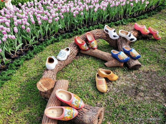 「2021士林官邸鬱金香展」(2021 Shilin Residence Tulip Show), Feb 25 ~ Mar 7, Taipei, Taiwan,SJKen, Mar 1,2021.