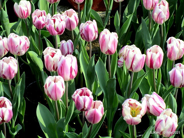 「2021士林官邸鬱金香展」(2021 Shilin Residence Tulip Show), Feb 25 ~ Mar 7, Taipei, Taiwan,SJKen, Mar 1,2021.