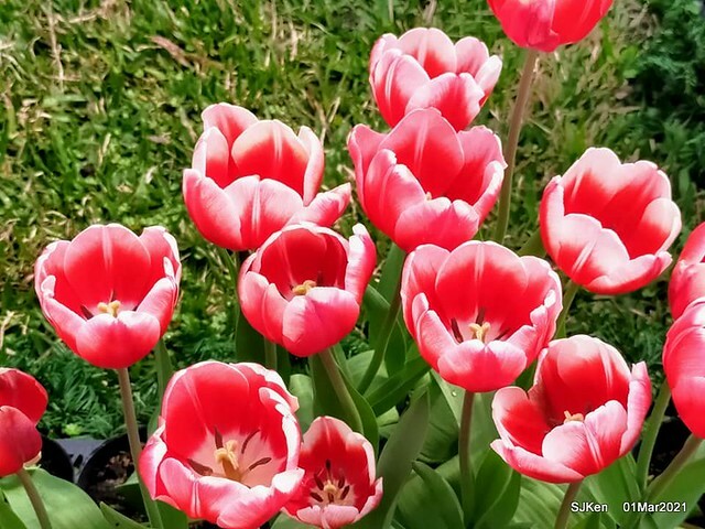 「2021士林官邸鬱金香展」(2021 Shilin Residence Tulip Show), Feb 25 ~ Mar 7, Taipei, Taiwan,SJKen, Mar 1,2021.