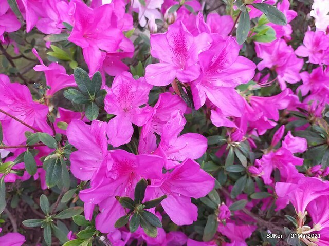 「2021士林官邸鬱金香展」(2021 Shilin Residence Tulip Show), Feb 25 ~ Mar 7, Taipei, Taiwan,SJKen, Mar 1,2021.