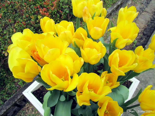 「2021士林官邸鬱金香展」(2021 Shilin Residence Tulip Show), Feb 25 ~ Mar 7, Taipei, Taiwan,SJKen, Mar 1,2021.