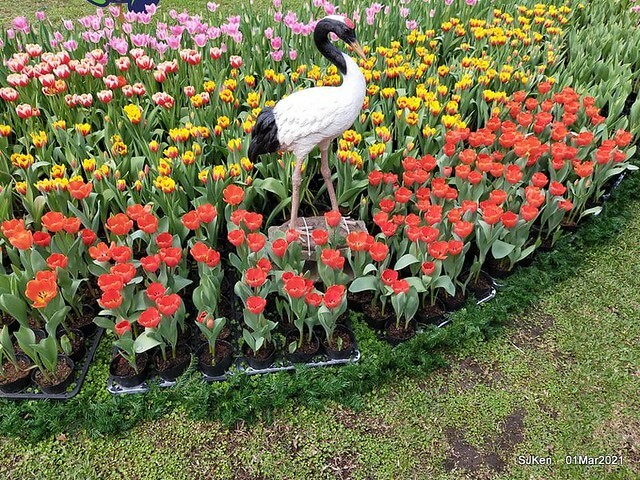 「2021士林官邸鬱金香展」(2021 Shilin Residence Tulip Show), Feb 25 ~ Mar 7, Taipei, Taiwan,SJKen, Mar 1,2021.