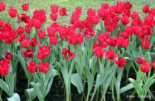 「2021士林官邸鬱金香展」(2021 Shilin Residence Tulip Show), Feb 25 ~ Mar 7, Taipei, Taiwan,SJKen, Mar 1,2021.