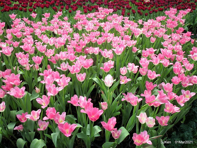 「2021士林官邸鬱金香展」(2021 Shilin Residence Tulip Show), Feb 25 ~ Mar 7, Taipei, Taiwan,SJKen, Mar 1,2021.