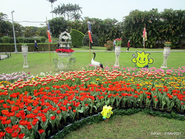 「2021士林官邸鬱金香展」(2021 Shilin Residence Tulip Show), Feb 25 ~ Mar 7, Taipei, Taiwan,SJKen, Mar 1,2021.