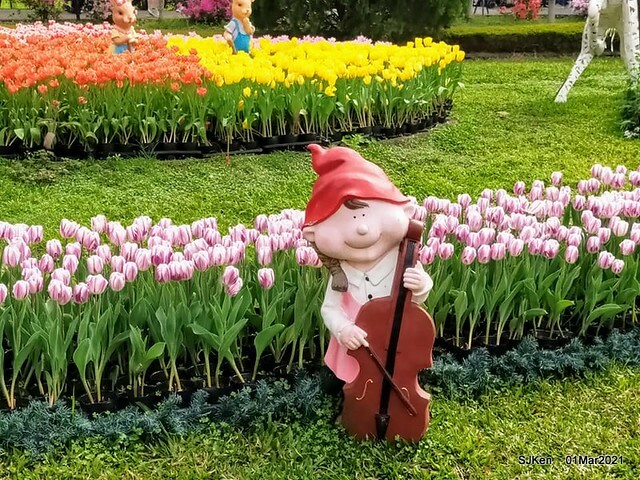 「2021士林官邸鬱金香展」(2021 Shilin Residence Tulip Show), Feb 25 ~ Mar 7, Taipei, Taiwan,SJKen, Mar 1,2021.