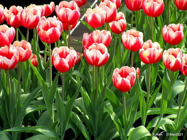 「2021士林官邸鬱金香展」(2021 Shilin Residence Tulip Show), Feb 25 ~ Mar 7, Taipei, Taiwan,SJKen, Mar 1,2021.