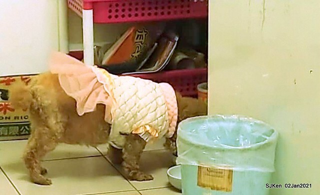 Fu-chen noodles & light dishes, 金山福建沙縣小吃，Kin-shen district, Hsinpei City, North Taiwan, Jan 2, 2021. SJKen.