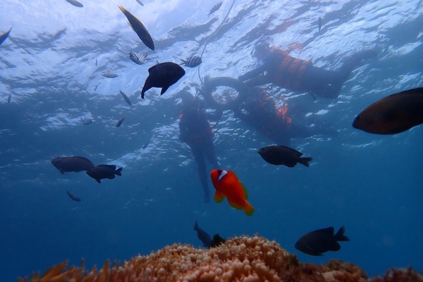 240306.jpg - 【屏東.墾丁】萬里桐浮淺。人類$350含裝備+寵物免費寵物必須會游泳。辛巴初次體驗浮淺 240306.jpg - 【屏東.墾丁】萬里桐浮淺。人類$350含裝備+寵物免費寵物必須會游泳。辛巴初次體驗浮淺