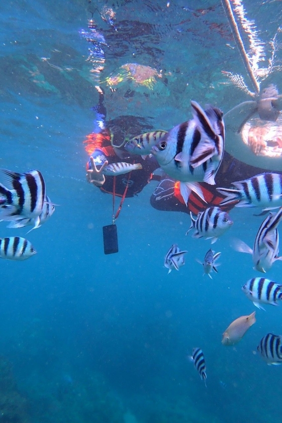 240304.jpg - 【屏東.墾丁】萬里桐浮淺。人類$350含裝備+寵物免費寵物必須會游泳。辛巴初次體驗浮淺 240304.jpg - 【屏東.墾丁】萬里桐浮淺。人類$350含裝備+寵物免費寵物必須會游泳。辛巴初次體驗浮淺