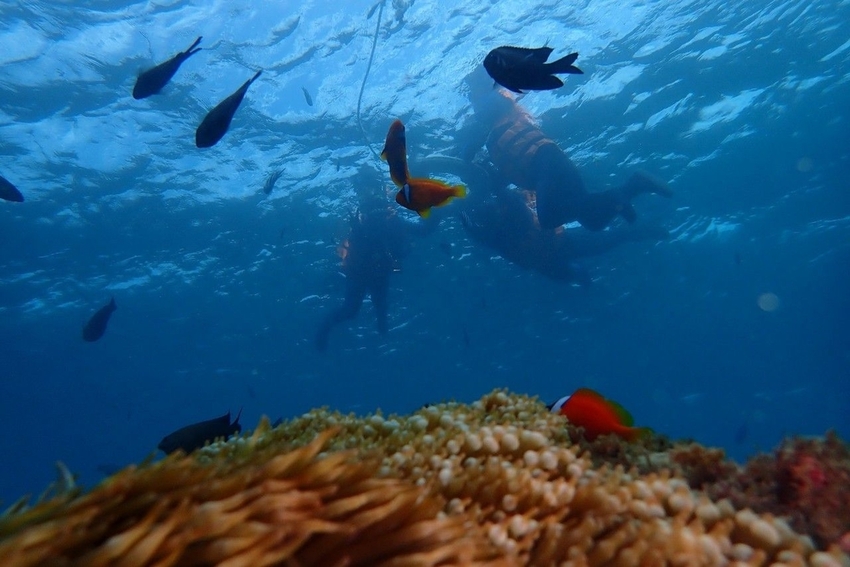 240302.jpg - 【屏東.墾丁】萬里桐浮淺。人類$350含裝備+寵物免費寵物必須會游泳。辛巴初次體驗浮淺 240302.jpg - 【屏東.墾丁】萬里桐浮淺。人類$350含裝備+寵物免費寵物必須會游泳。辛巴初次體驗浮淺