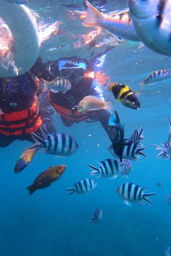 240299_0.jpg - 【屏東.墾丁】萬里桐浮淺。人類$350含裝備+寵物免費寵物必須會游泳。辛巴初次體驗浮淺 240299_0.jpg - 【屏東.墾丁】萬里桐浮淺。人類$350含裝備+寵物免費寵物必須會游泳。辛巴初次體驗浮淺