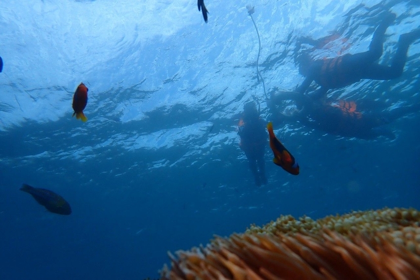 240301.jpg - 【屏東.墾丁】萬里桐浮淺。人類$350含裝備+寵物免費寵物必須會游泳。辛巴初次體驗浮淺 240301.jpg - 【屏東.墾丁】萬里桐浮淺。人類$350含裝備+寵物免費寵物必須會游泳。辛巴初次體驗浮淺