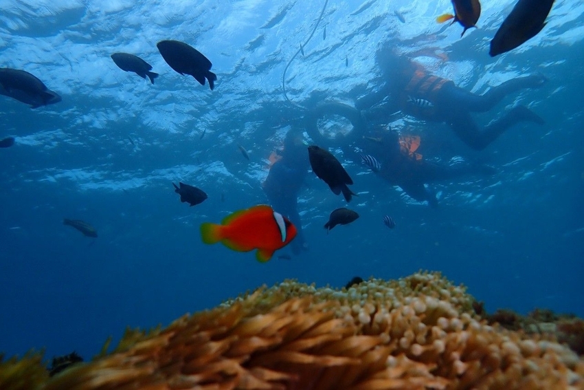 240305.jpg - 【屏東.墾丁】萬里桐浮淺。人類$350含裝備+寵物免費寵物必須會游泳。辛巴初次體驗浮淺 240305.jpg - 【屏東.墾丁】萬里桐浮淺。人類$350含裝備+寵物免費寵物必須會游泳。辛巴初次體驗浮淺