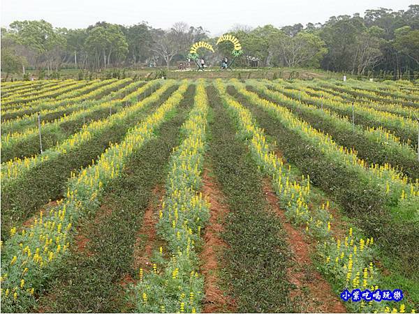 貓裏紅-八甲茶園魯冰花季 (34).jpg