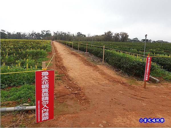 貓裏紅-八甲茶園魯冰花季 (10).jpg