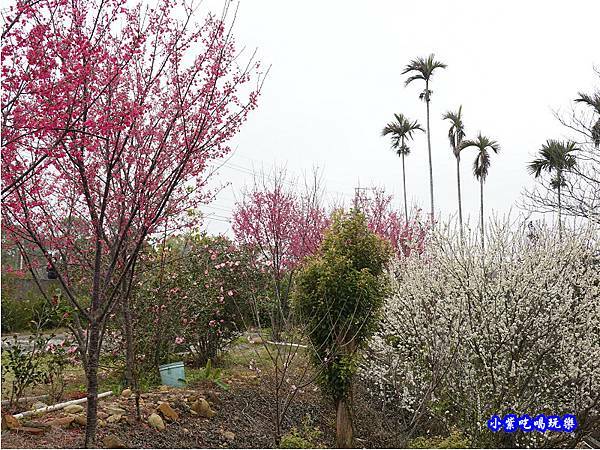 八甲茶園旁櫻花 (1).jpg