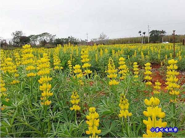 八甲茶園-魯冰花 (8).jpg