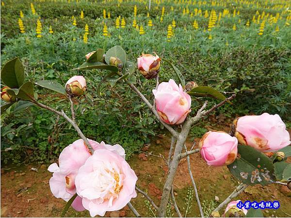 貓裏紅-八甲茶園魯冰花季 (21).jpg