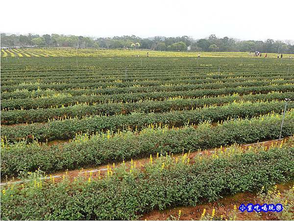 貓裏紅-八甲茶園魯冰花季 (31).jpg