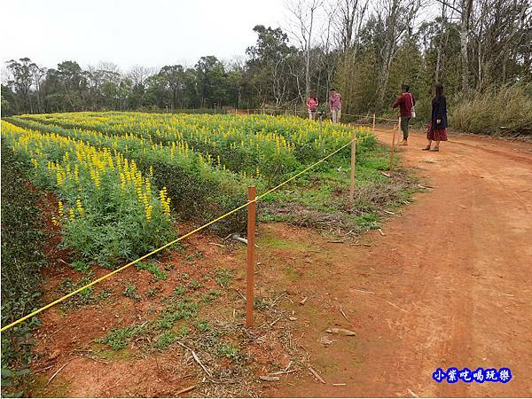 貓裏紅-八甲茶園魯冰花季 (35).jpg