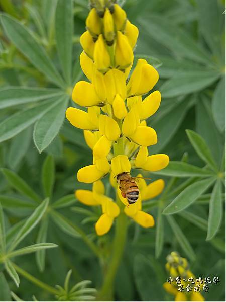 八甲茶園-魯冰花  (2).jpg