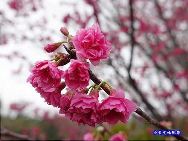 八甲茶園旁櫻花 (4).jpg